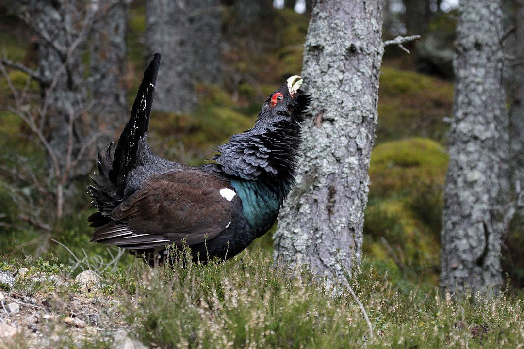 Cantábrico: Los dominios del oso pardo : Bild