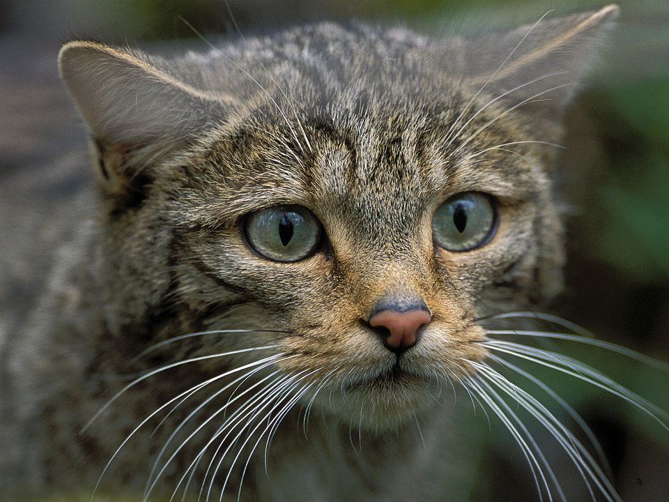 Cantábrico: Los dominios del oso pardo : Bild