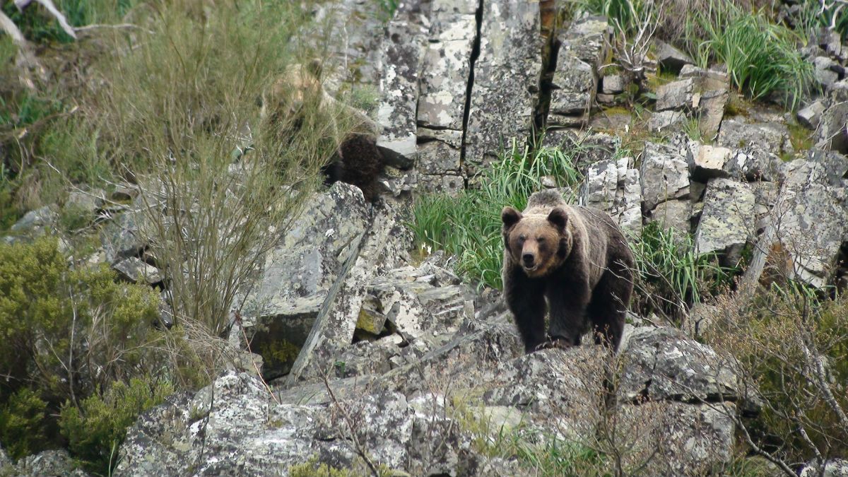 Cantábrico: Los dominios del oso pardo : Bild