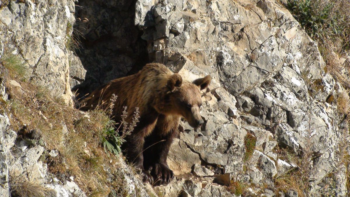 Cantábrico: Los dominios del oso pardo : Bild