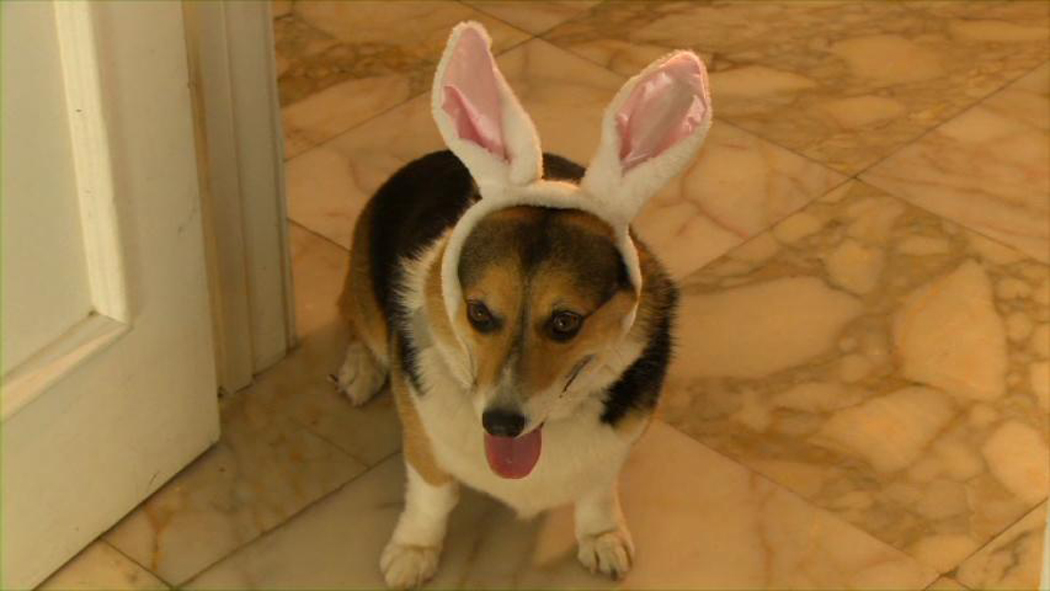 Ein Hund zu Ostern : Bild