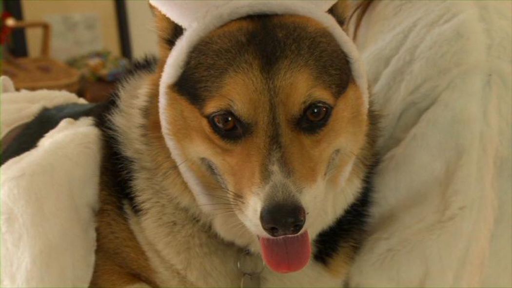 Ein Hund zu Ostern : Bild