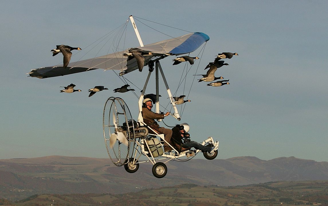Der mit den Gänsen fliegt : Bild