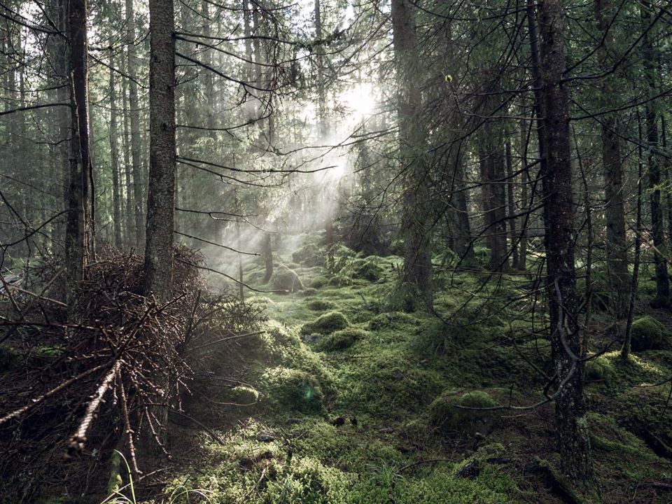 Jordskott - Die Rache des Waldes : Bild