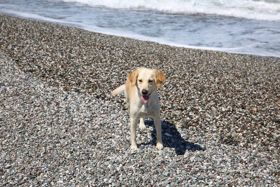 Sokak Köpekleri Bal İle Betty : Bild