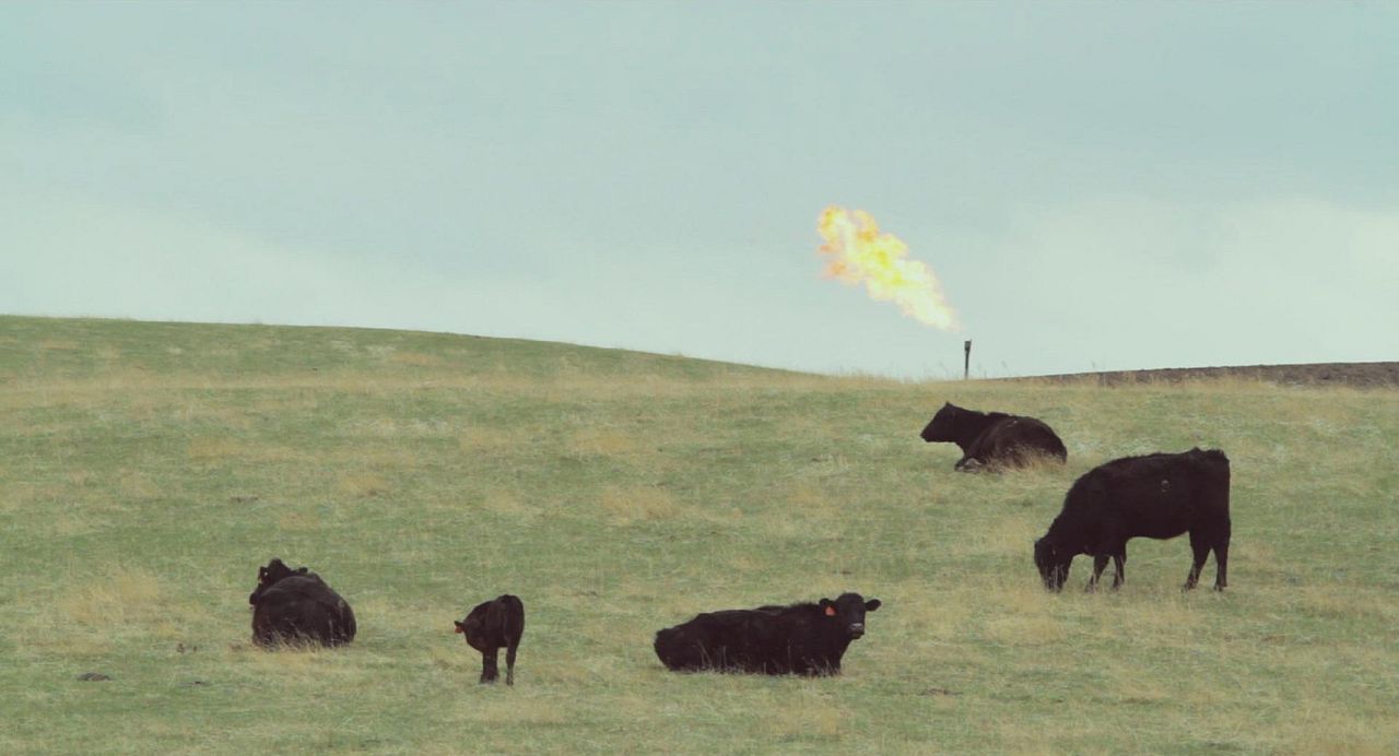 Black Harvest : Bild