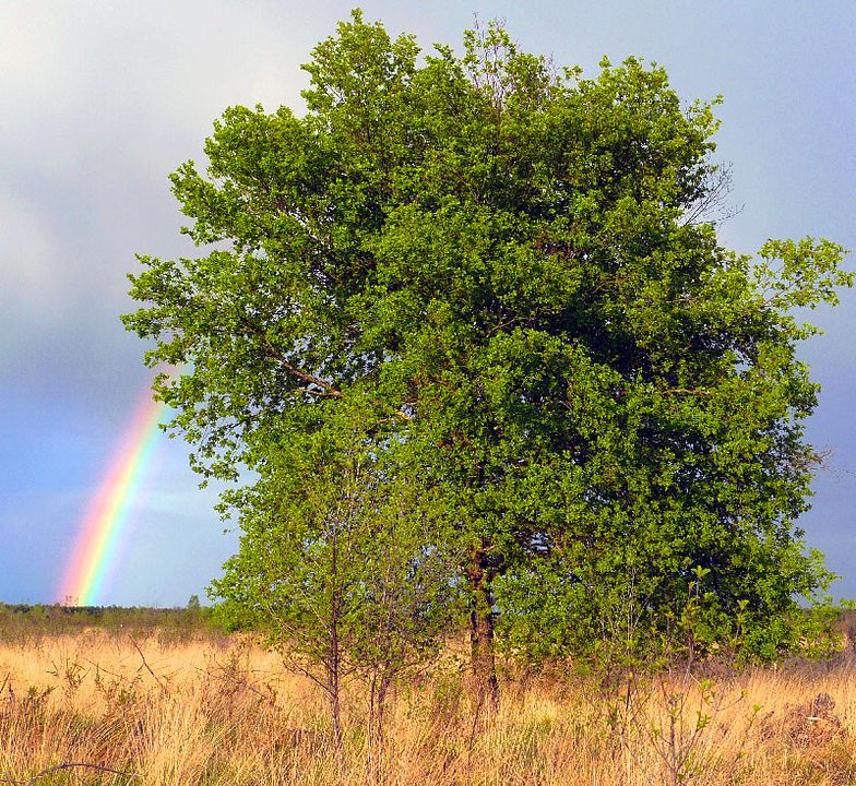 Notre créativité oubliée : Bild