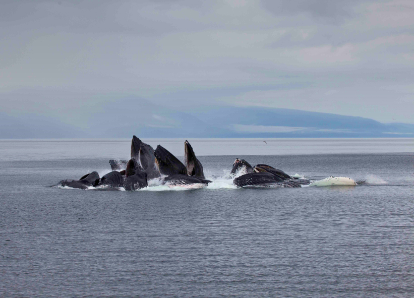 Humpback Whales - Buckelwale im Pazifik : Bild