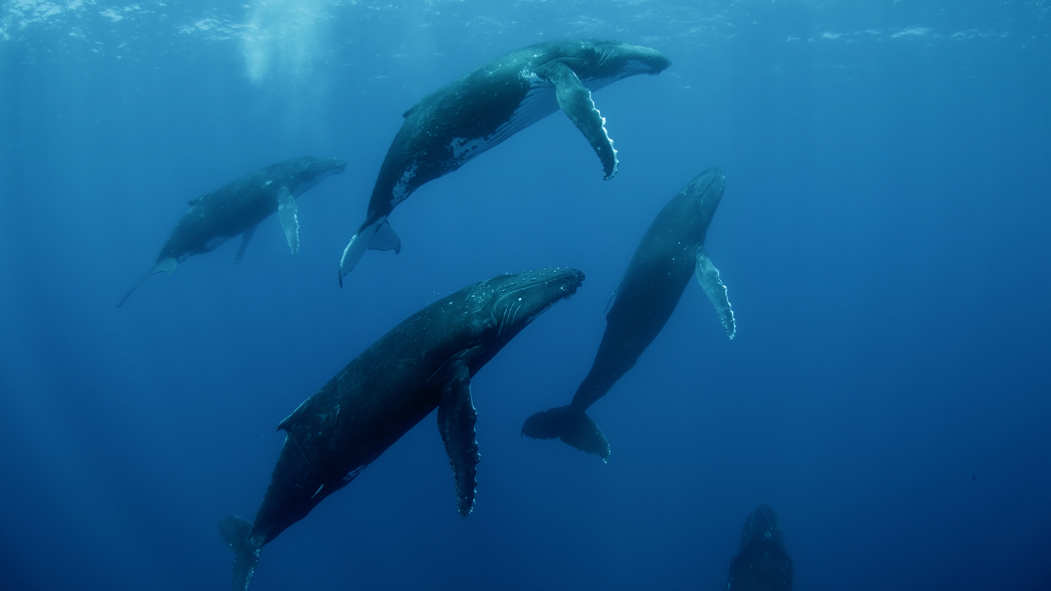 Foto Zum Film Humpback Whales Buckelwale Im Pazifik Bild 3 Auf 14 Filmstarts De