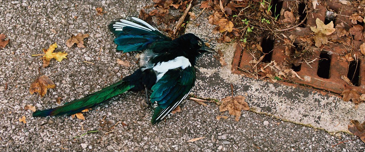 Der Ornithologe : Bild