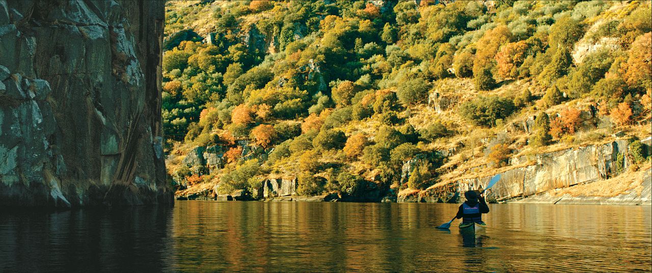 Der Ornithologe : Bild