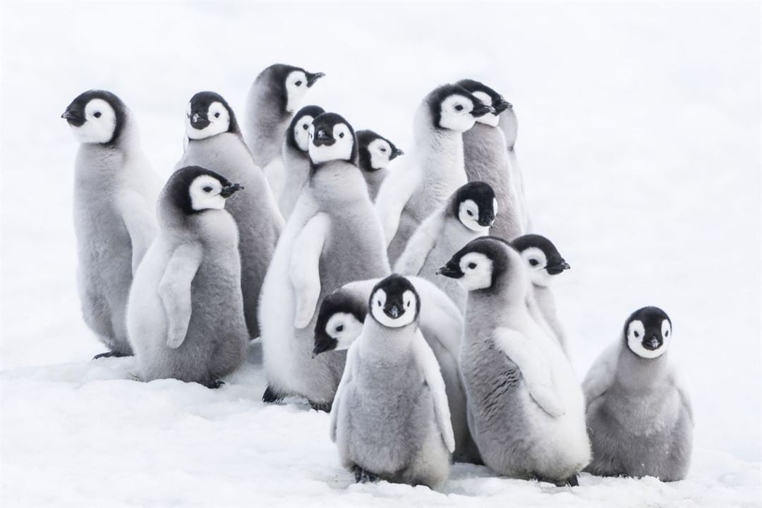 Die Reise der Pinguine 2 : Bild