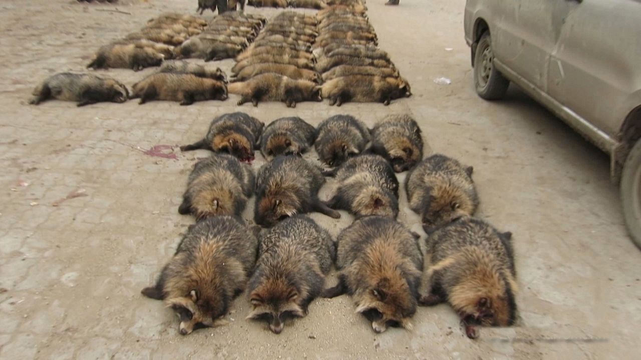 Im Namen der Tiere : Bild