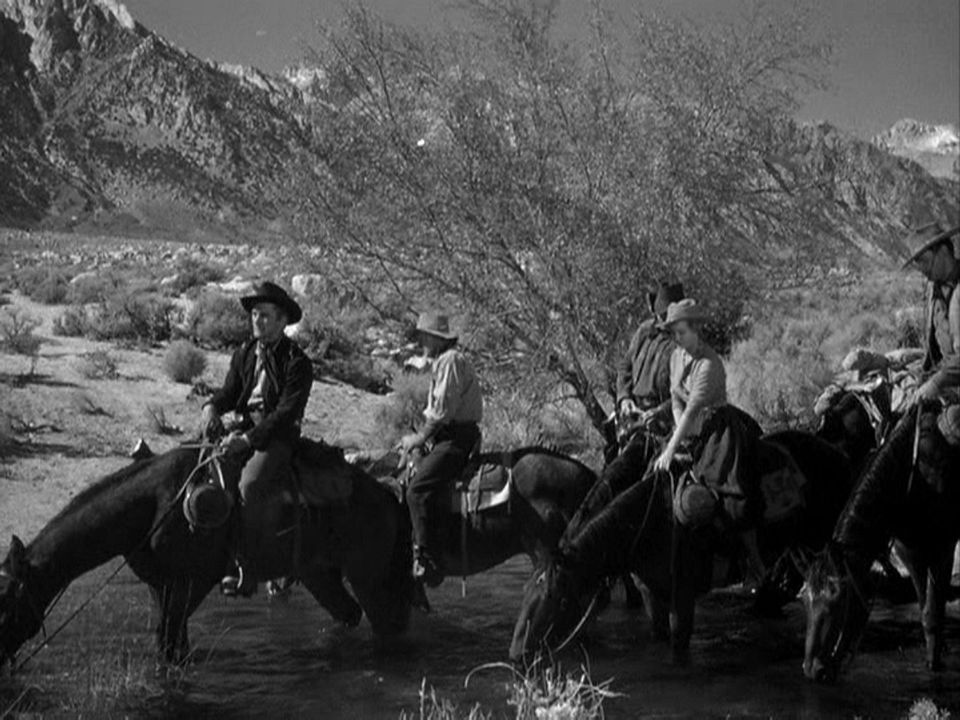 Den Hals in der Schlinge : Bild