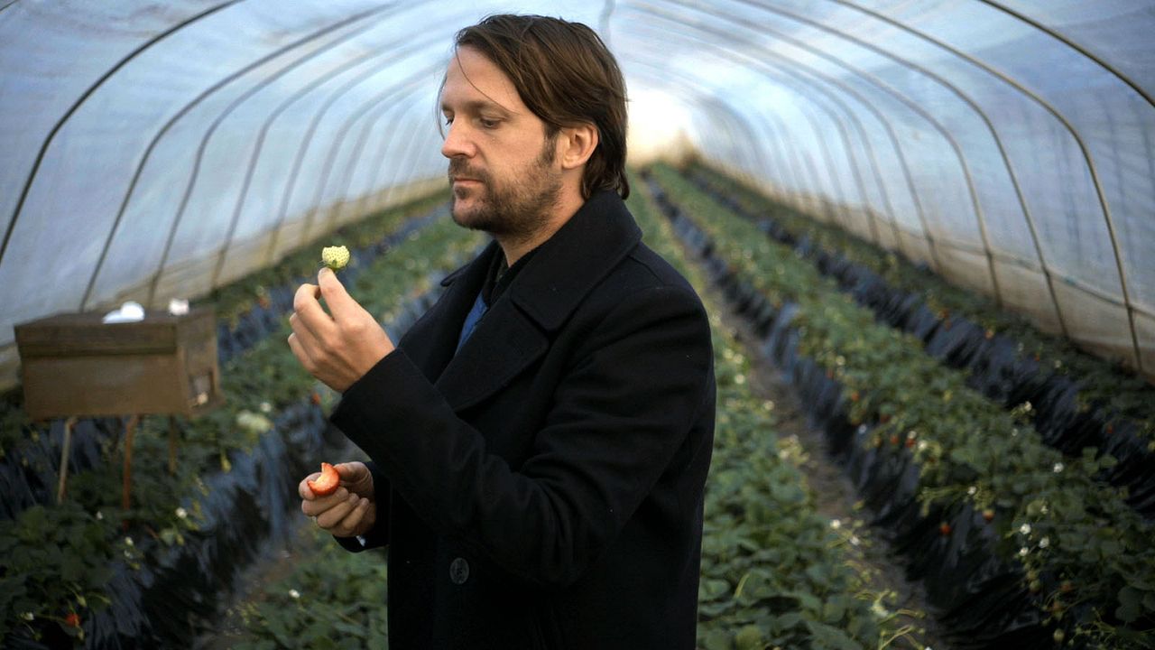 Ants on a Shrimp : Bild