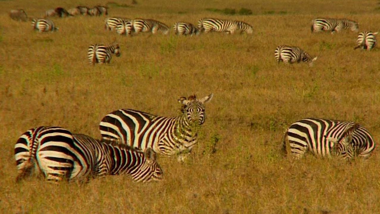 Altamira: Desde siempre para siempre : Bild