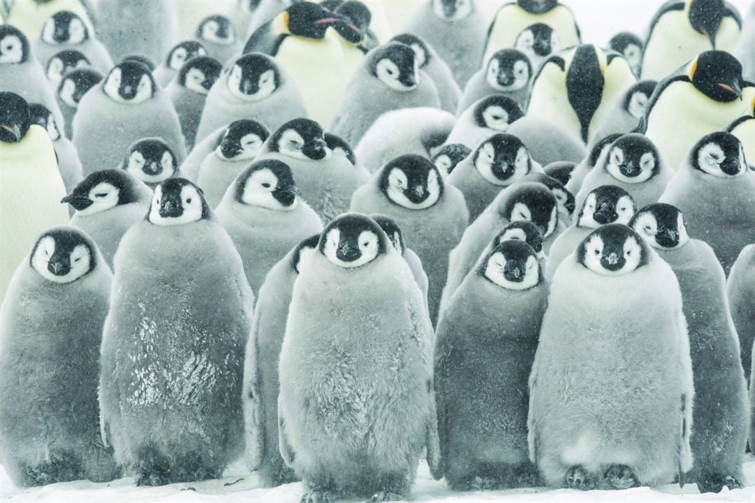 Die Reise der Pinguine 2 : Bild