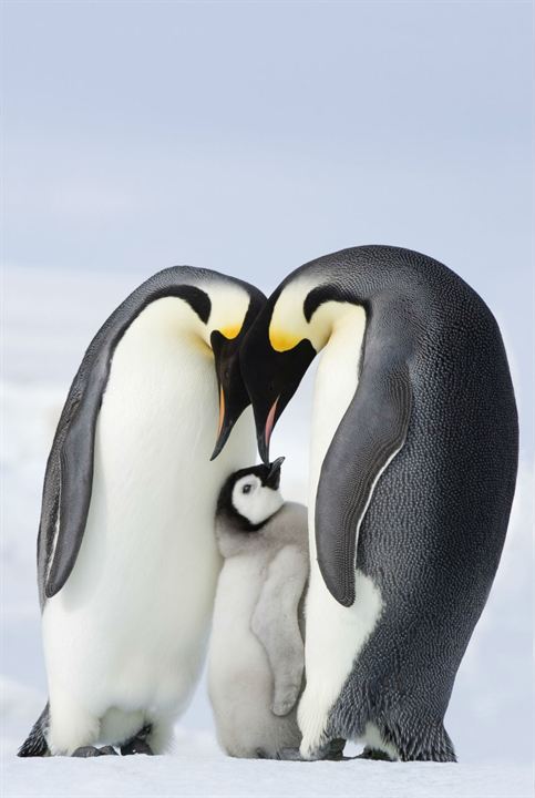 Die Reise der Pinguine 2 : Bild