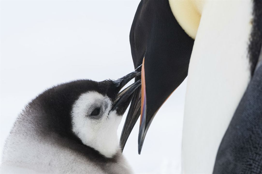 Die Reise der Pinguine 2 : Bild