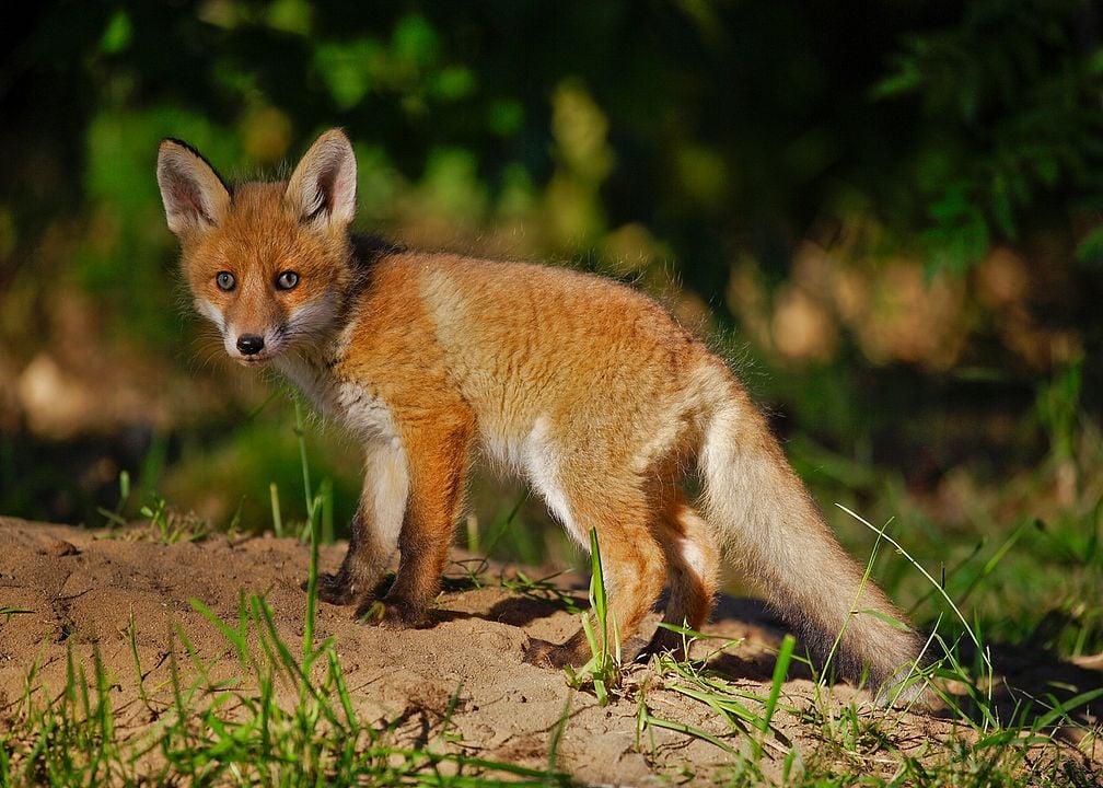 Wildes Niedersachsen - Zwischen Wattenmeer, Heide und Harz : Bild