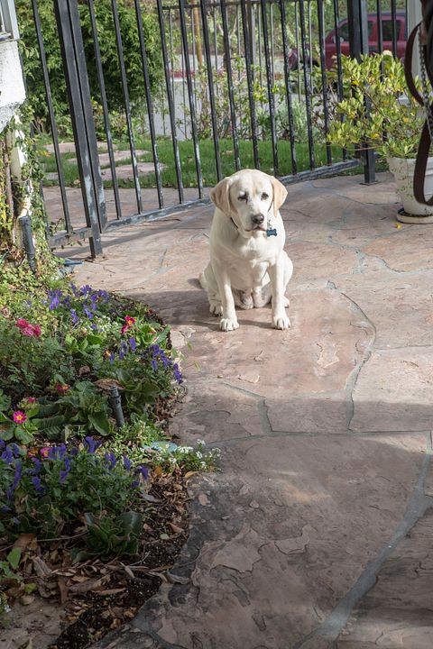 Ein Hund rettet den Sommer : Bild