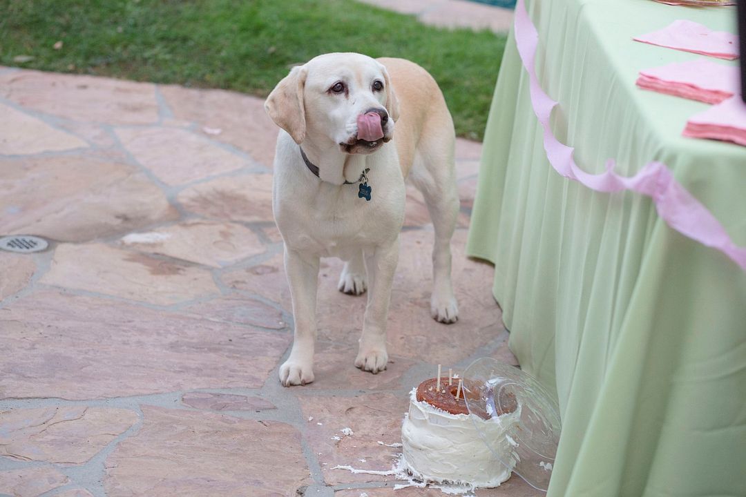 Ein Hund rettet den Sommer : Bild