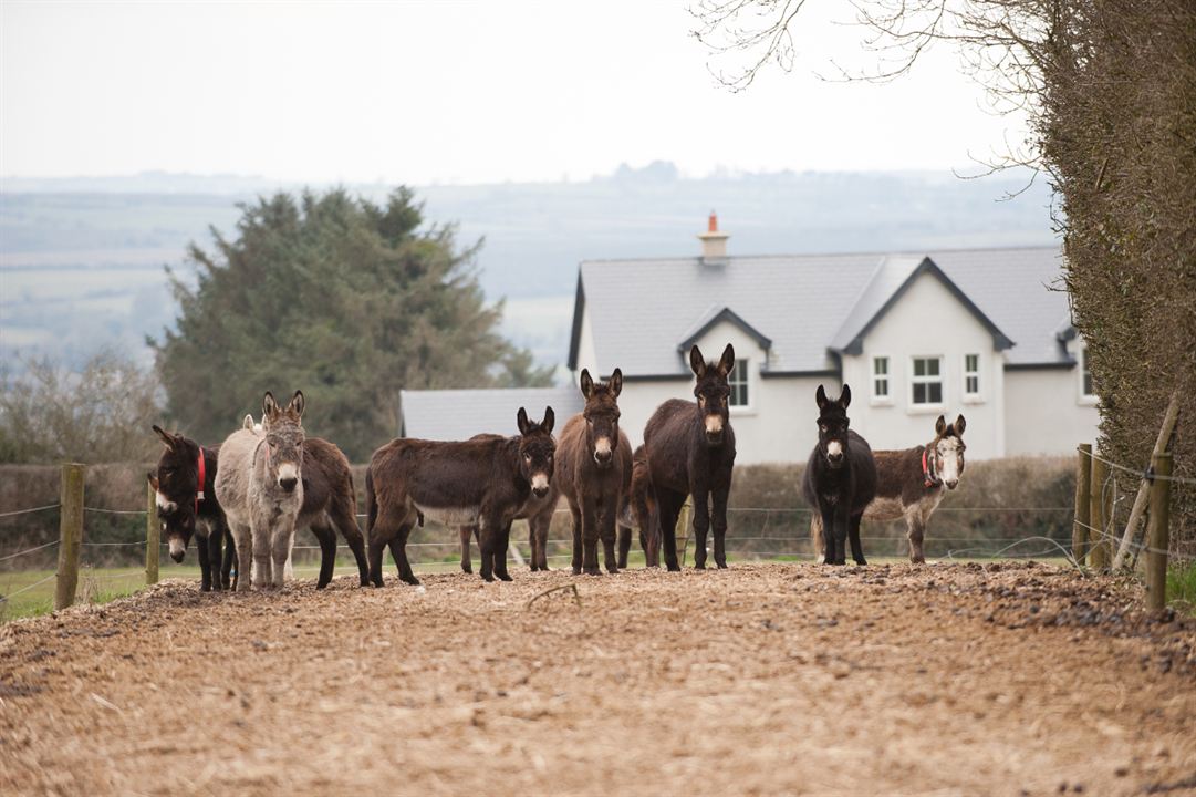 Do Donkeys Act? : Bild