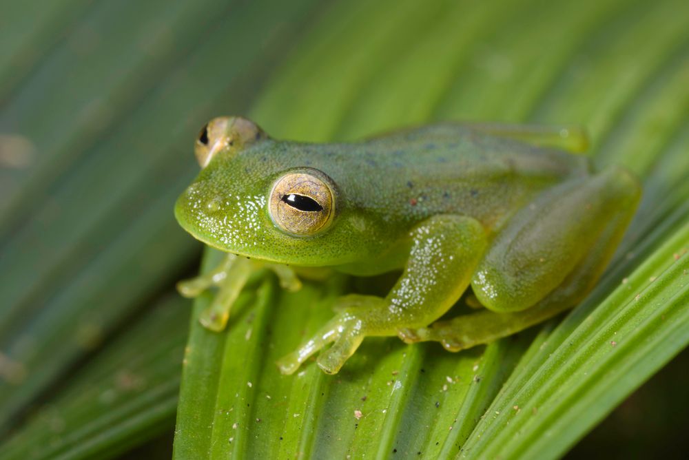 Novas Espécies – A Expedição do Século : Bild