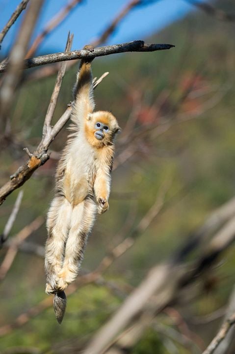 Born In China : Bild