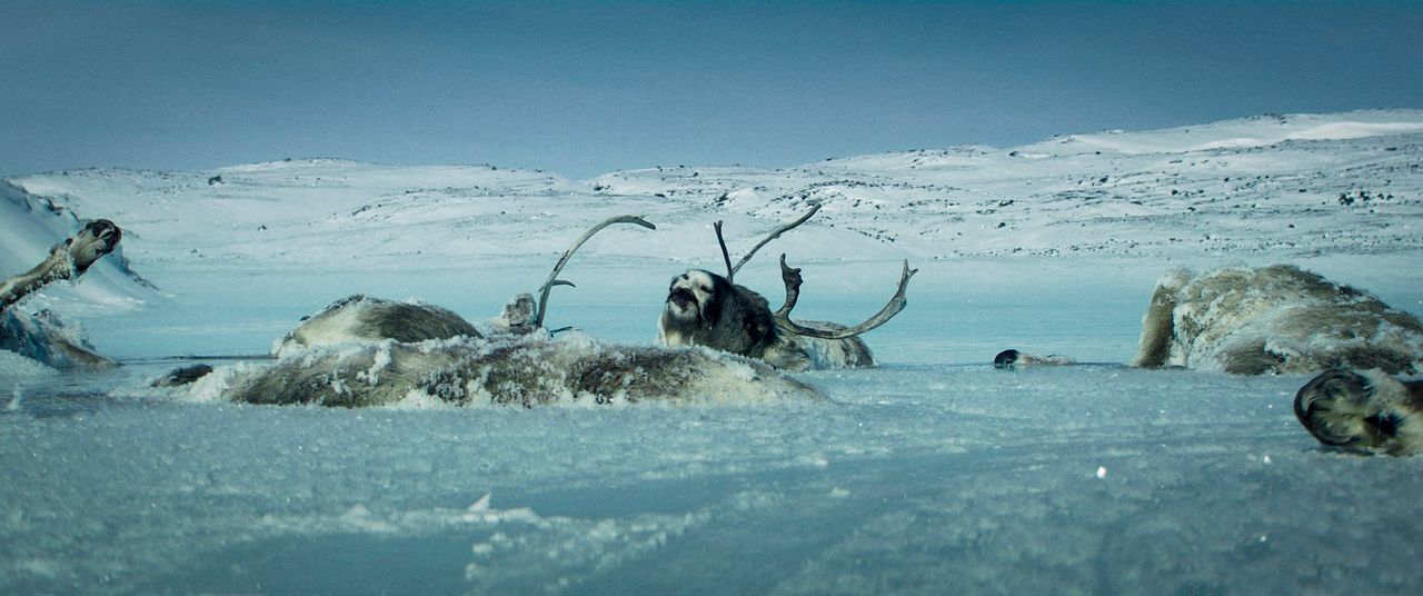 Rendezvous mit einem Eisbär : Bild