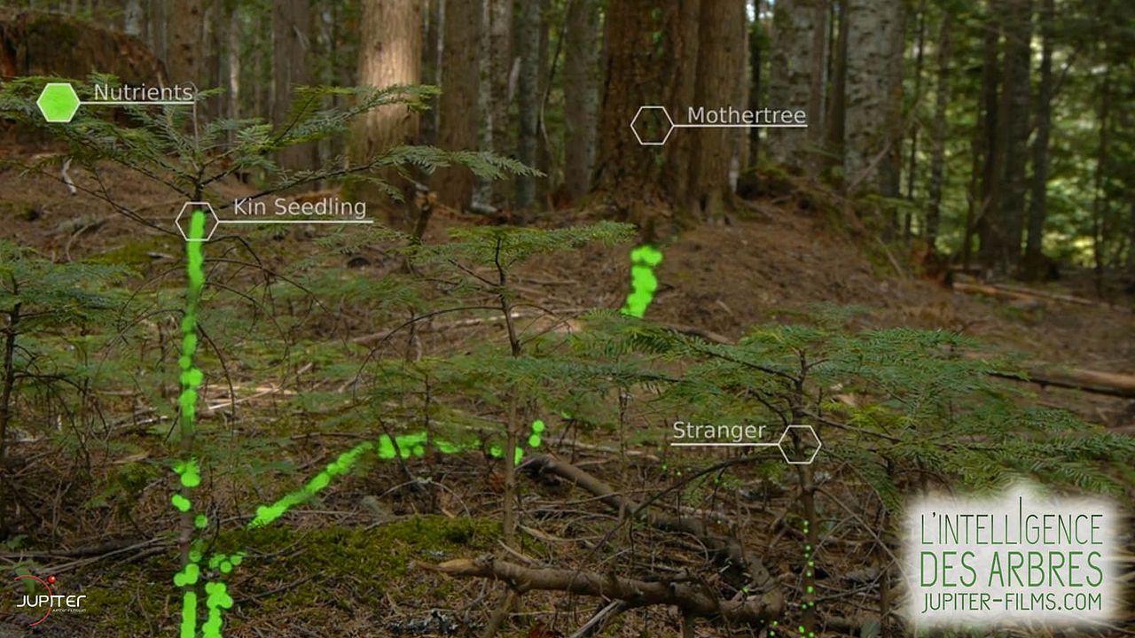 Intelligente Bäume : Bild