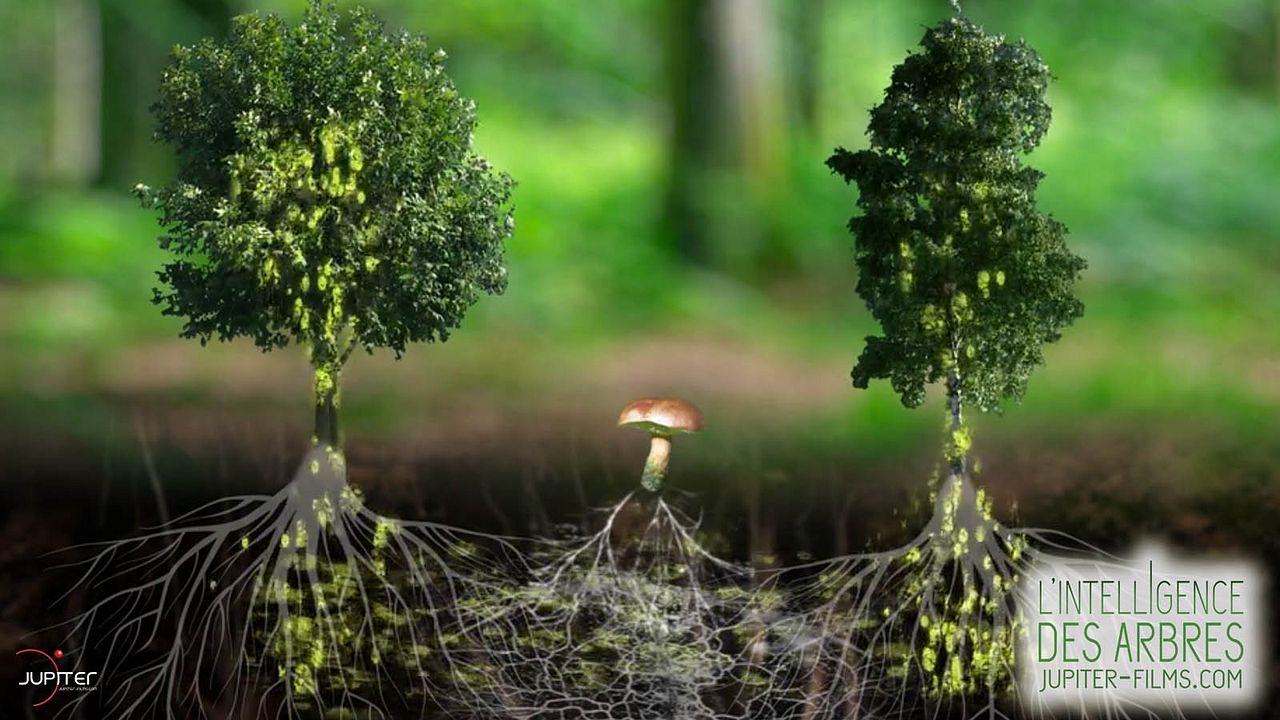 Intelligente Bäume : Bild