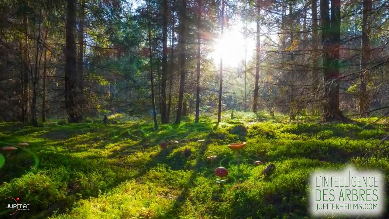 Intelligente Bäume : Bild