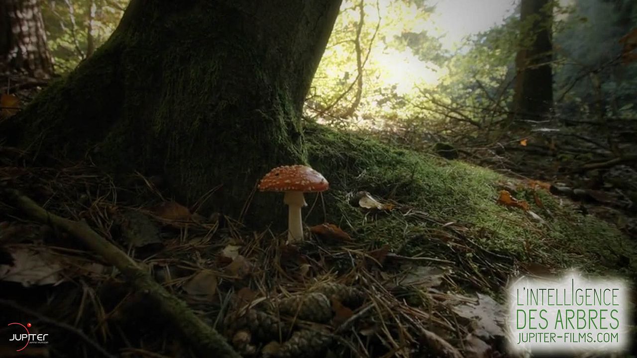 Intelligente Bäume : Bild