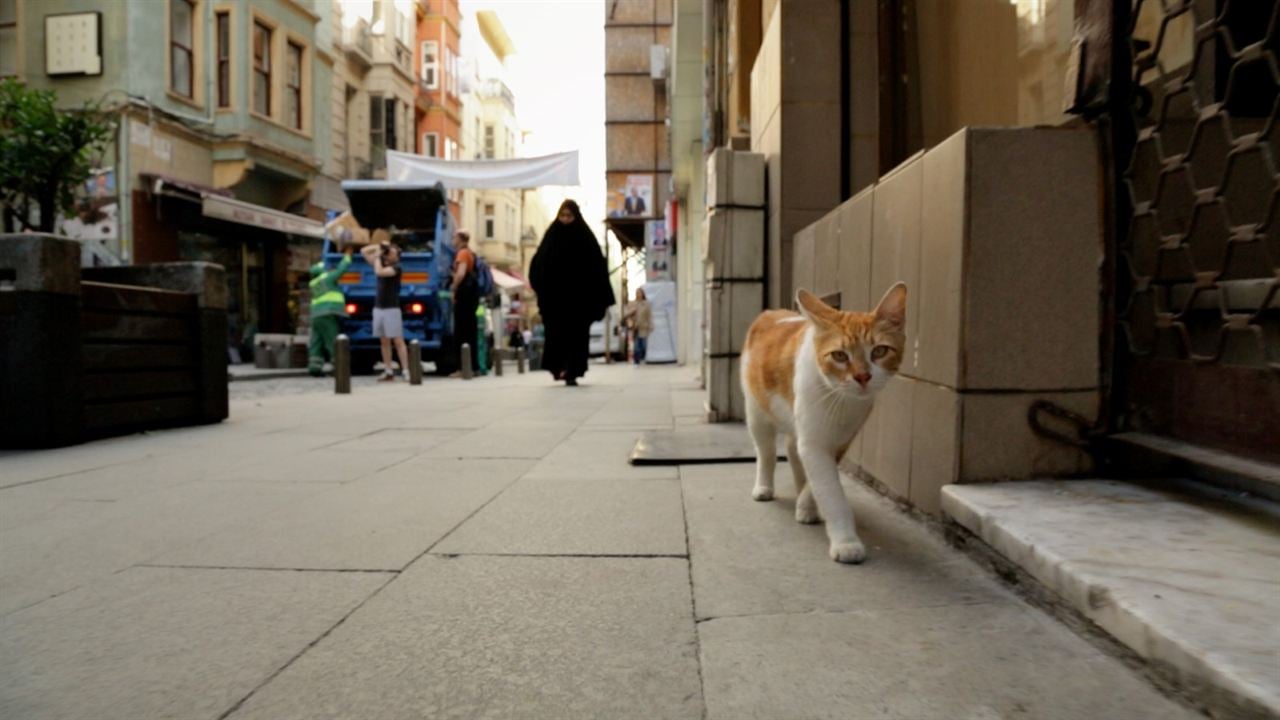 Kedi - Von Katzen und Menschen : Bild