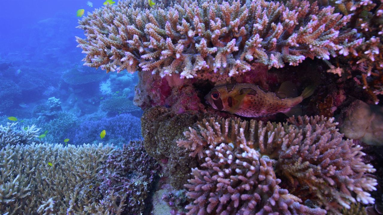 Chasing Coral : Bild