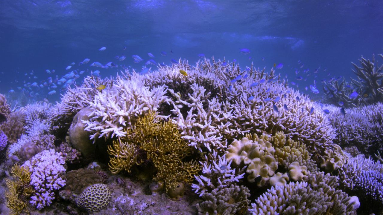 Chasing Coral : Bild