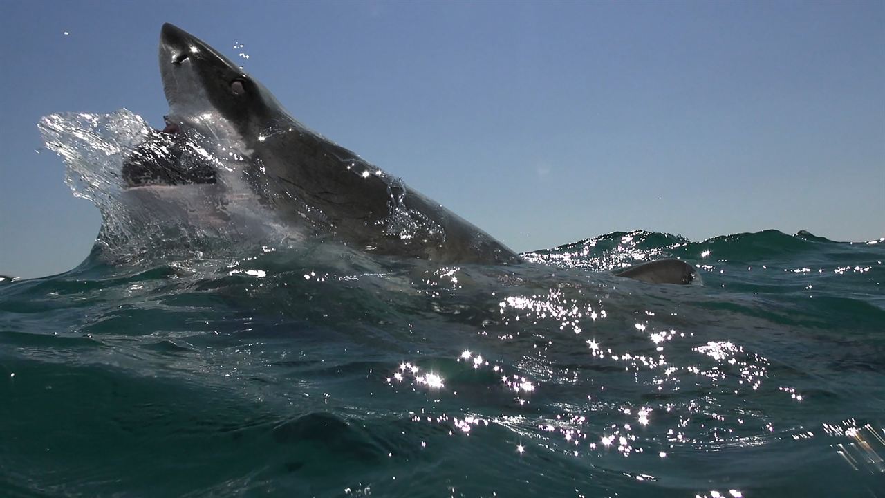 Open Water: Cage Dive : Bild