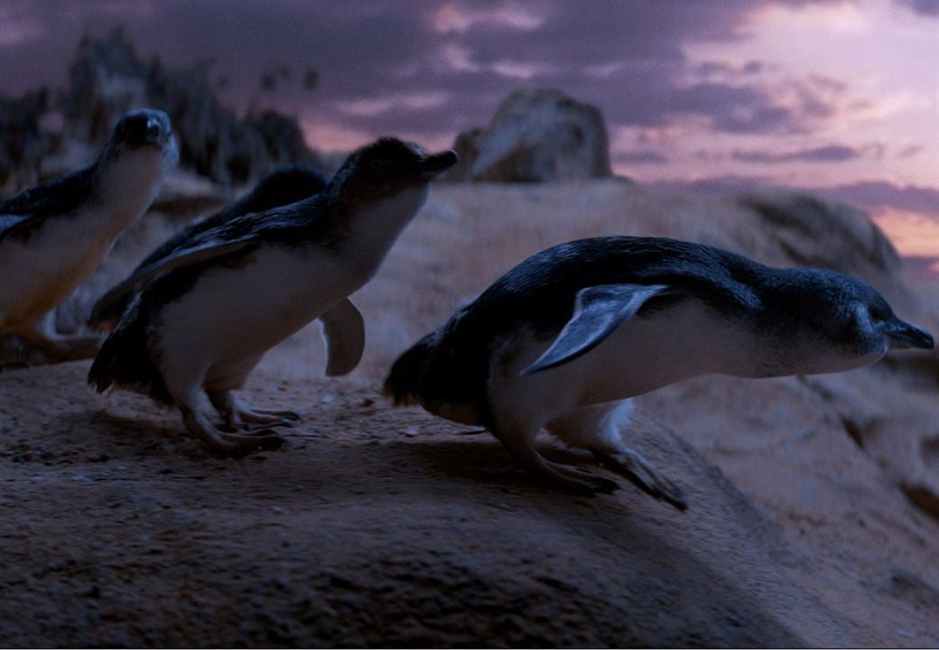 Oddball - Retter der Pinguine : Bild