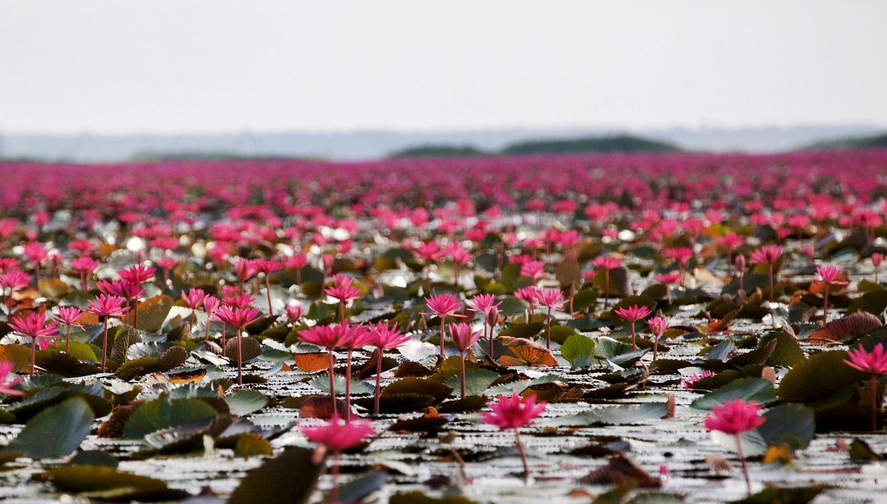 Wildes Thailand : Bild