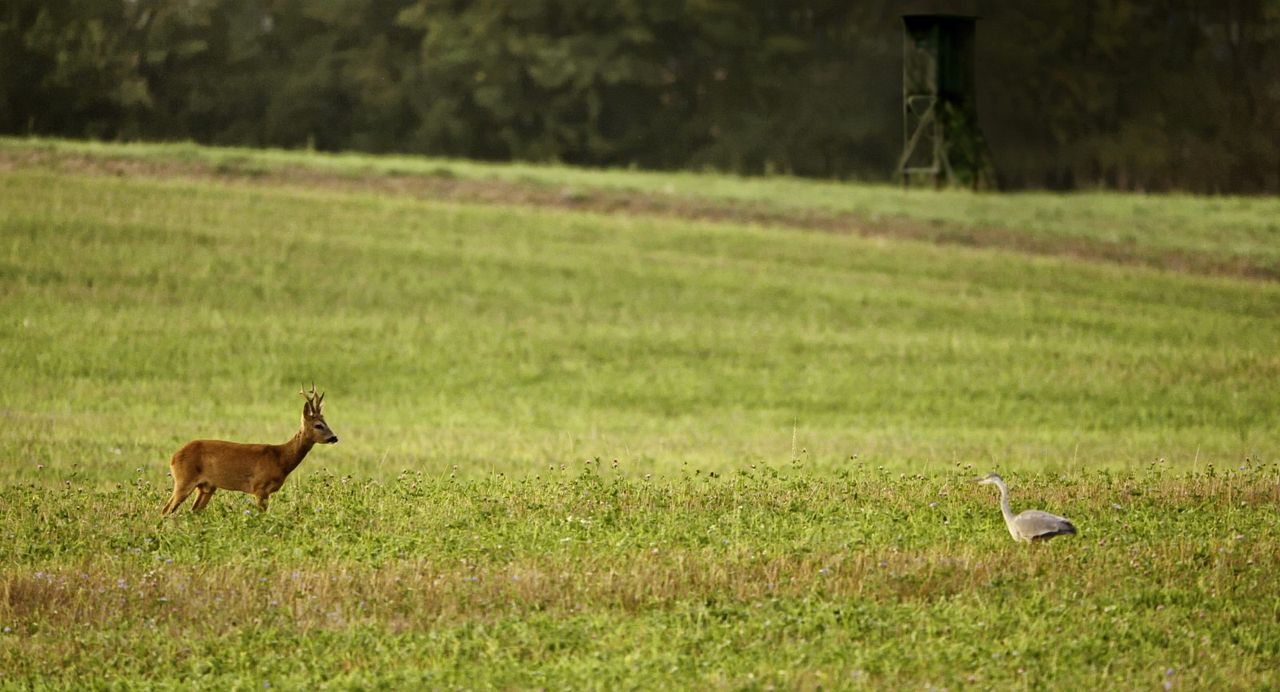 Auf der Jagd - Wem gehört die Natur? : Bild