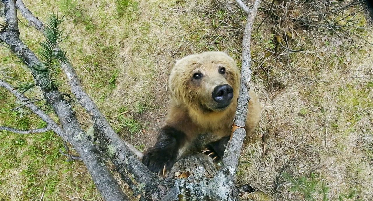 Unsere Erde 2 : Bild