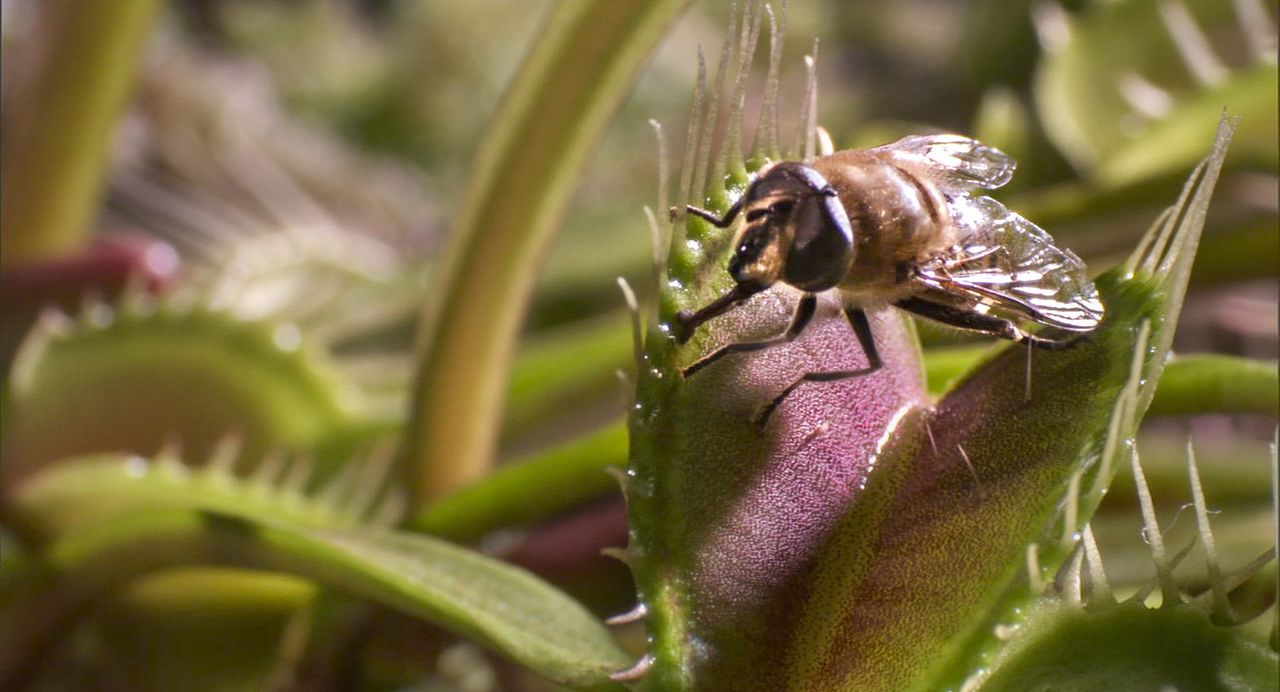 Unsere Erde 2 : Bild