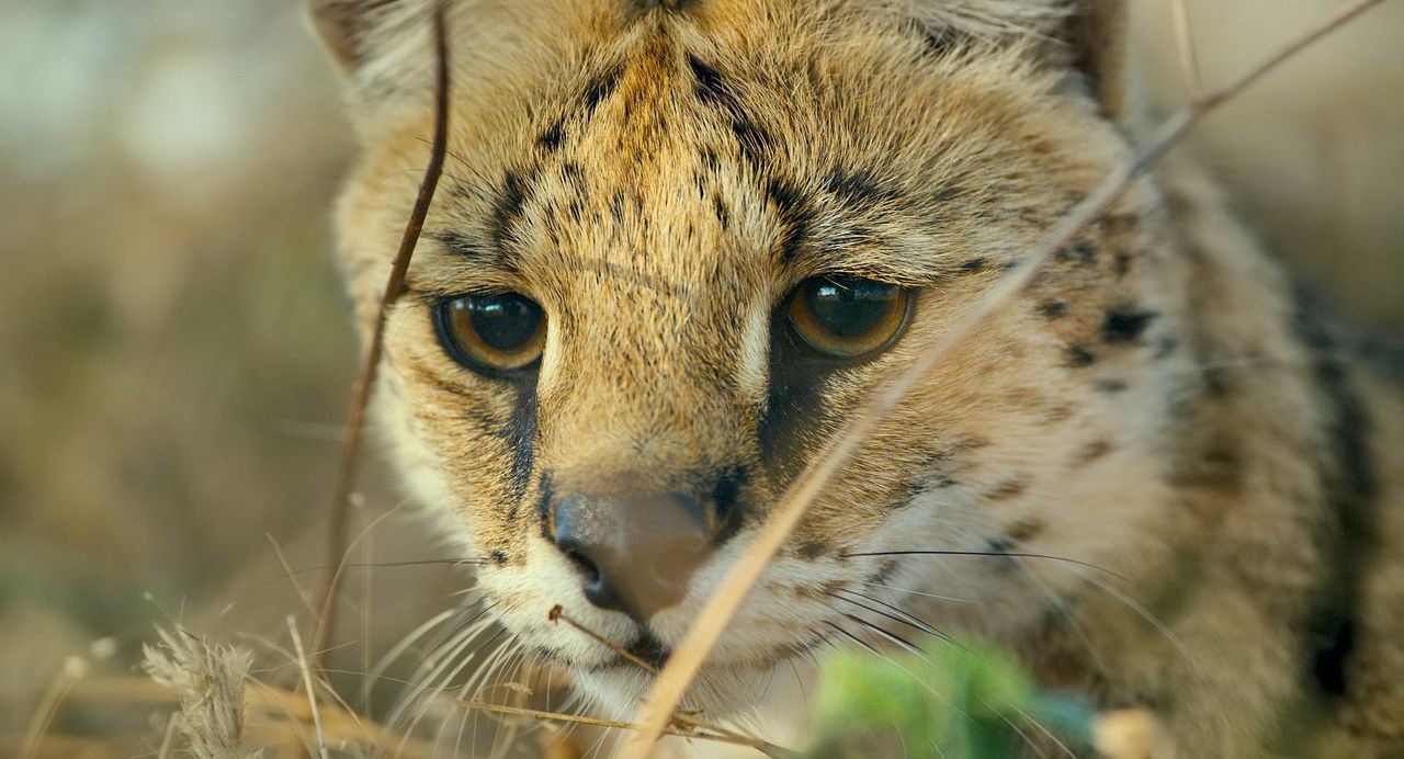 Unsere Erde 2 : Bild