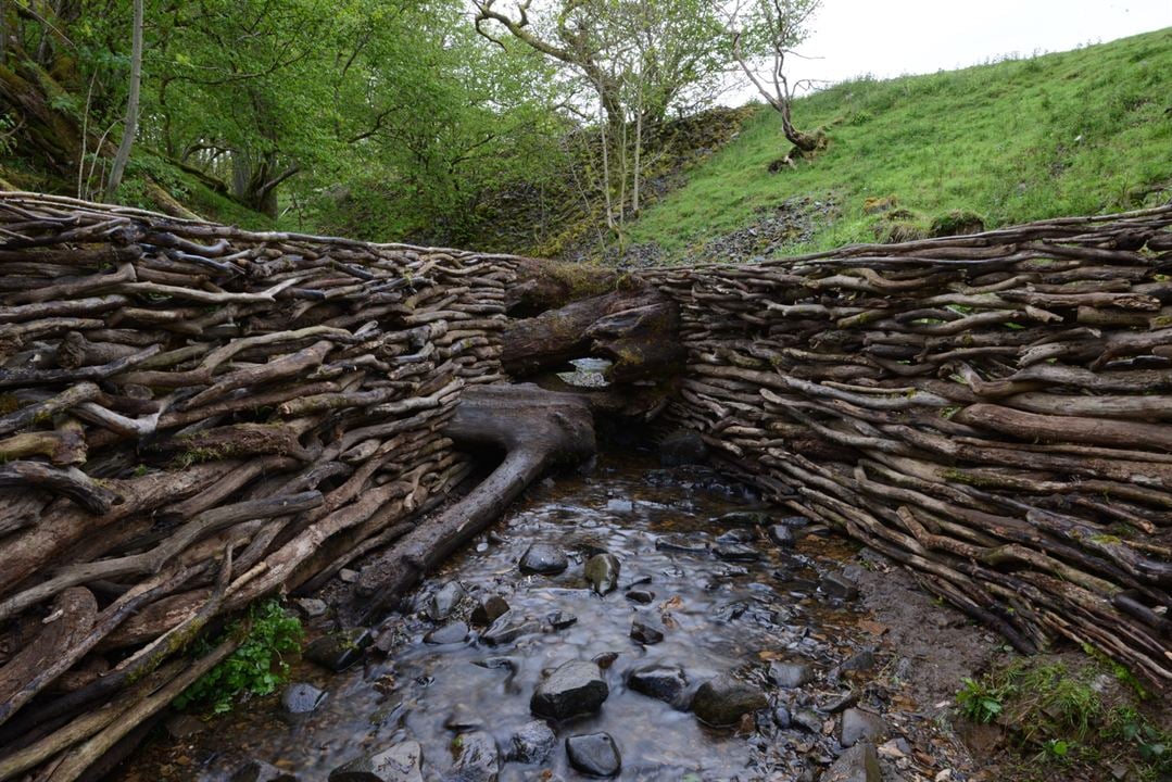 Leaning Into The Wind - Andy Goldsworthy : Bild