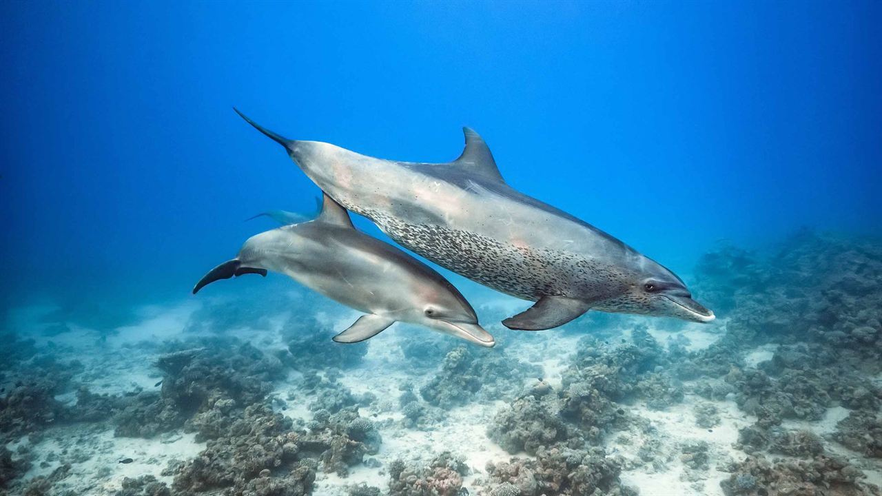 Delfine : Bild