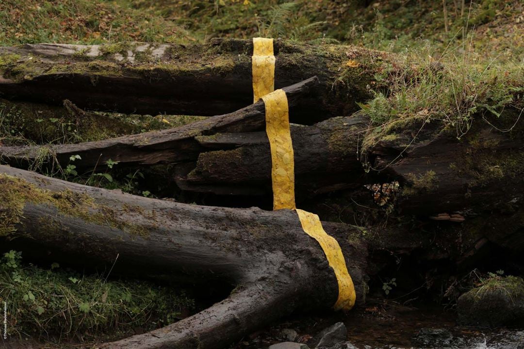 Leaning Into The Wind - Andy Goldsworthy : Bild