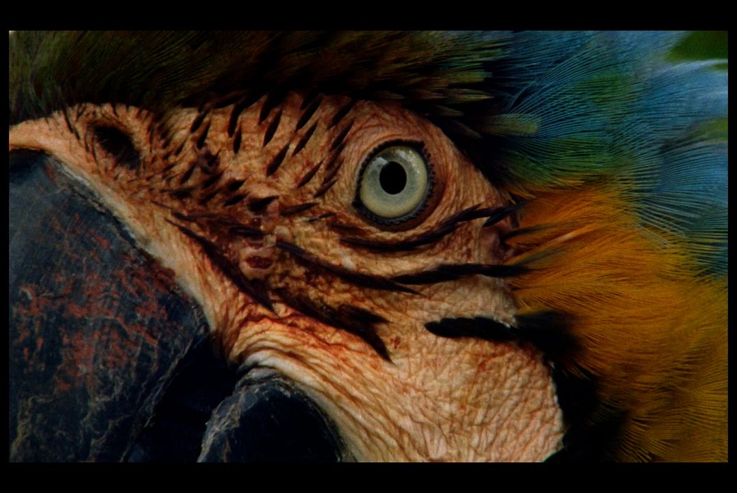 Chuva é Cantoria na Aldeia dos Mortos : Bild