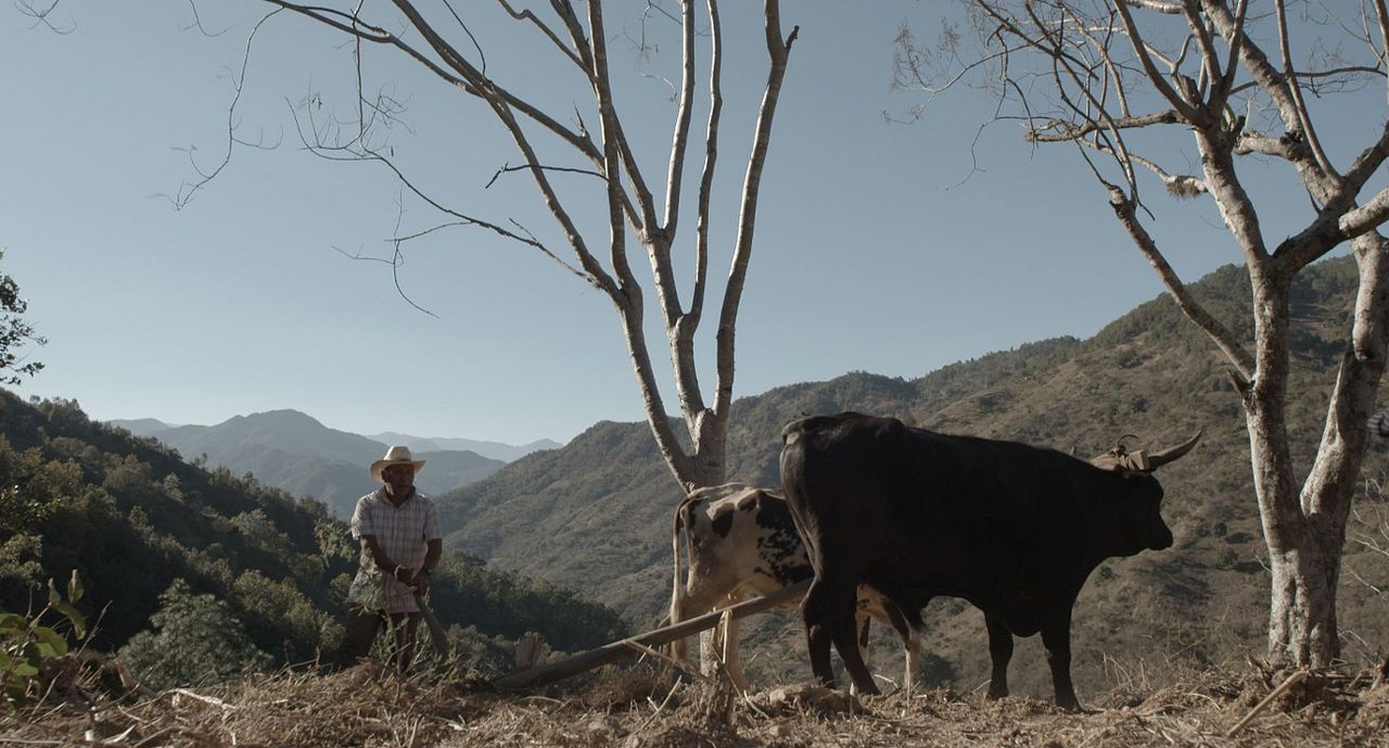 El Maíz en Tiempos de Guerra : Bild