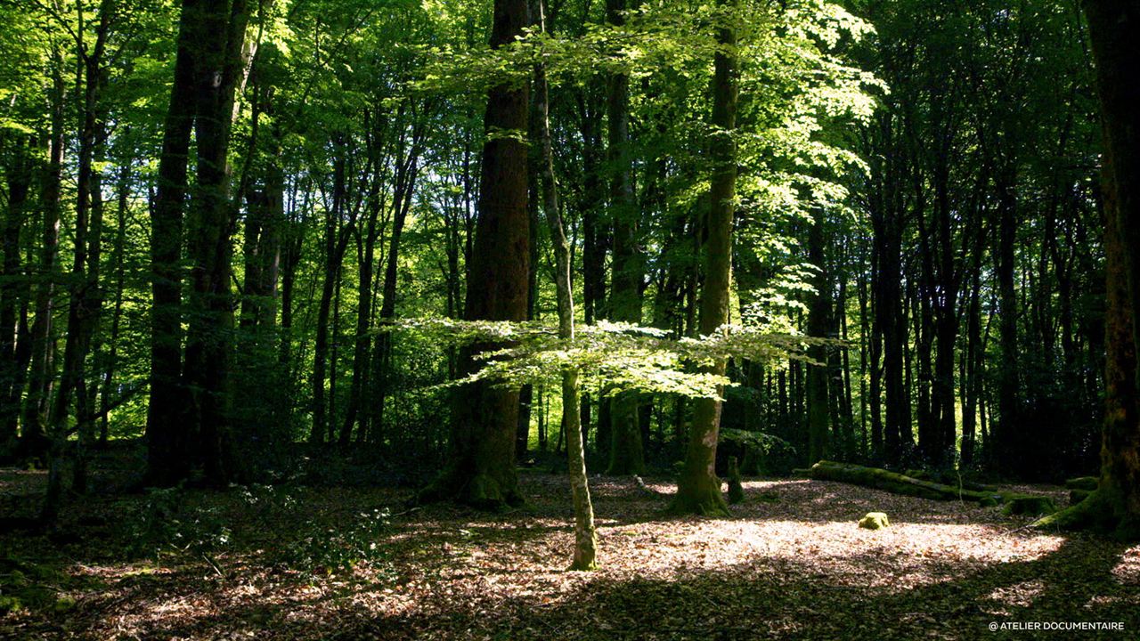 Le Temps des forêts : Bild